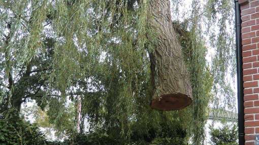 bomen rooien in Best